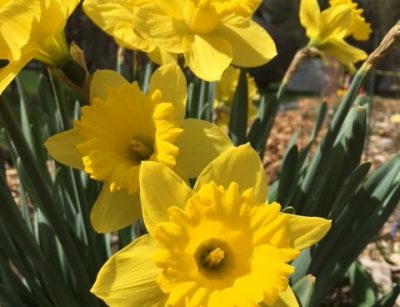 Beautiful Glen magan farms garden-2018.JPG